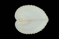 藏品(雞心蛤)的圖片